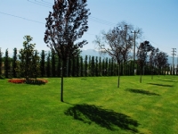 DOSAB Green Area6